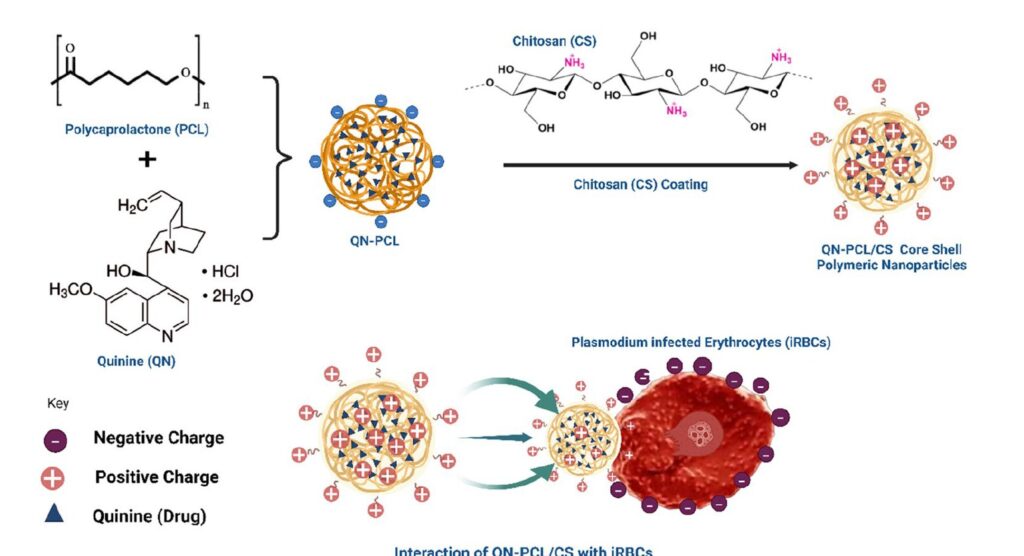 Esquema do estudo com nanopartículas núcleo-casca para entrega de quinina